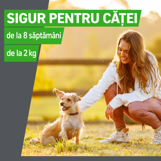 Frontline Combo Spot-On XL – Soluție Antiparazitară Externă pentru Câini de Talie Mare (40–60 kg) – 3 Pipete